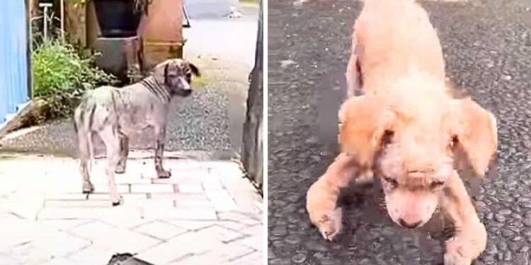 A Stray Dog’s Heartwarming Gesture Leads Rescuers to His Injured Friend