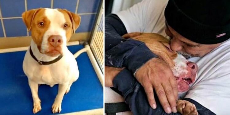 Forced to Part by Rules, a Man and His Dog’s Emotional Reunion Warms Hearts.