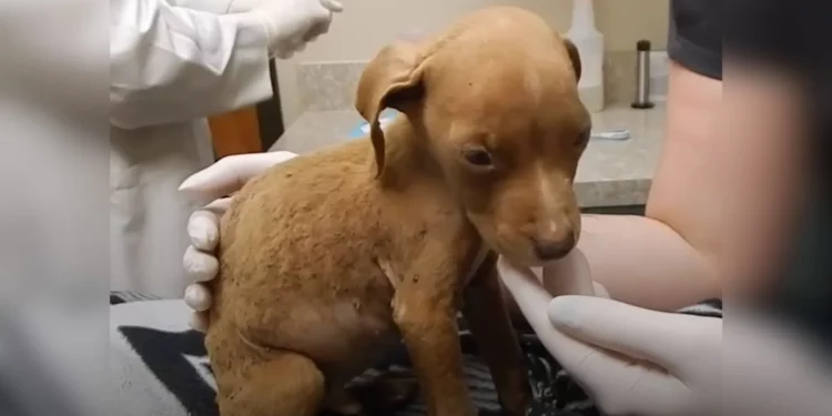 See 1.8-Pound Pit Bull Puppy Grow Into a Big Dog!