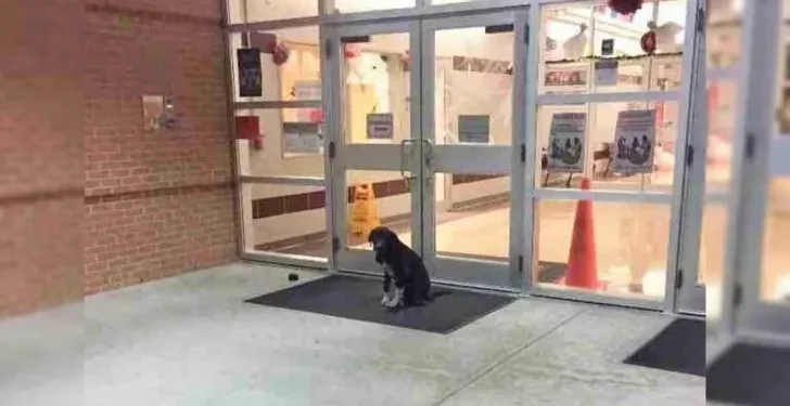 Every Day, a Dog Shows Up at School, So a Teacher Steps In to Help.