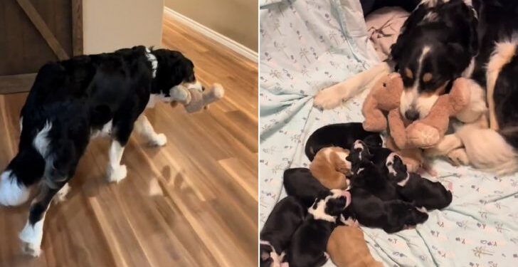 Dog Mom Treats Stuffed Bunny as Her Fourteenth Puppy