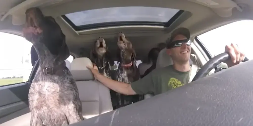 Dad Records His Four Big Dogs Excitedly Traveling to Their Favorite Spot