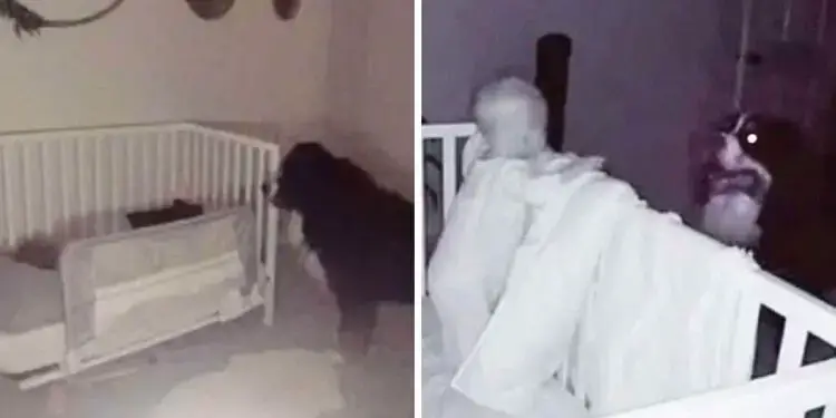 Bernese Mountain Dog Visits Baby in Crib and Shows Love