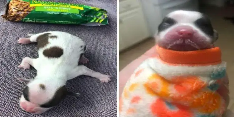 From Granola Bar-Sized Pup to Unrecognizable Transformation: The Remarkable Journey of an Abandoned Puppy