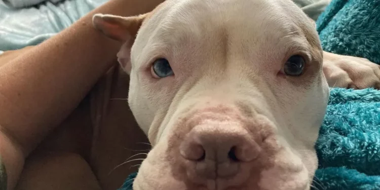 Heartbroken Shelter Dog Abandoned on Streets Finds Dream Mom