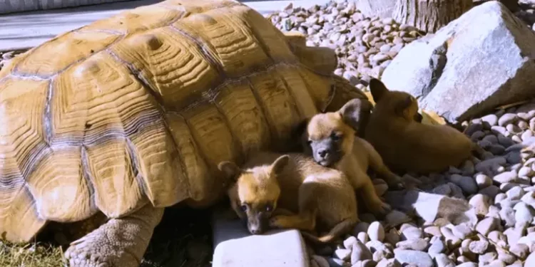 These Adorable Abandoned Puppies Form a Bond with a Lonely Giant Tortoise