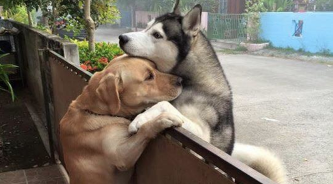 Lonely Dog Escapes Backyard in Search of a Hug from His Friend