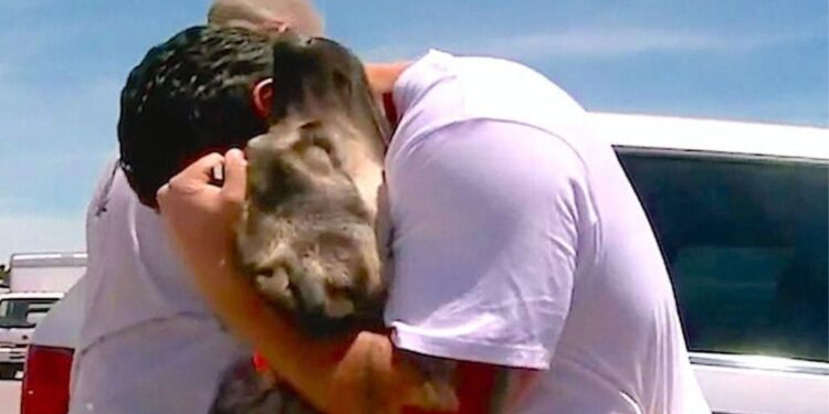 Soldier Heartbreakingly Leaves His Loving Stray Dog in Iraq, but Fate Brings Them Back Together a Month Later