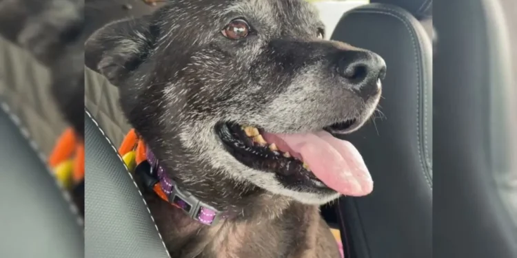 Rescuers Discover Senior Dog in Restroom With A Heartbreaking Note From Her Owner