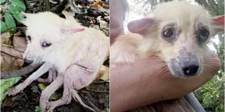 The Puppy Curled Up To Hide On The Grassy Path So No One Could See Her.