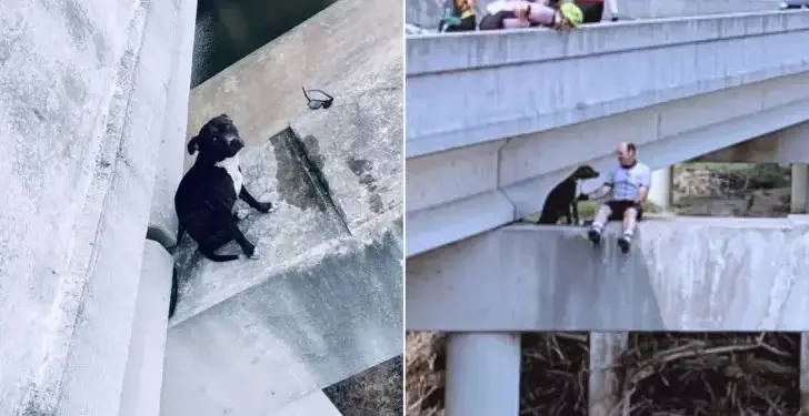 Bikers Save A Pitbull Stuck In A Risky Spot On A Bridge