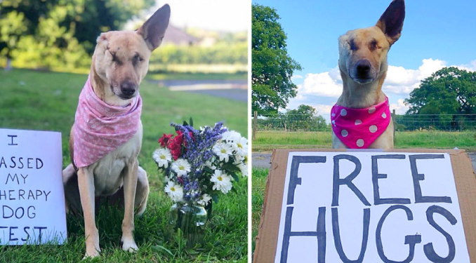 Despite Being Shot 17 Times While Expecting, This Dog Triumphs, Secures a Loving Home, and Earns Recognition as a Therapy Dog.