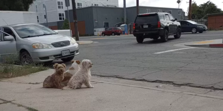 Abandoned But Not Alone: The Unbreakable Bond of Three Pups and Their Wait for Rescue