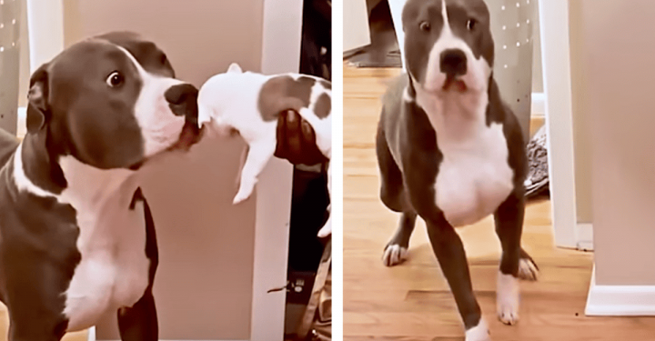 Dog Dad’s Hilarious Reaction to His Puppies Has the Internet Laughing