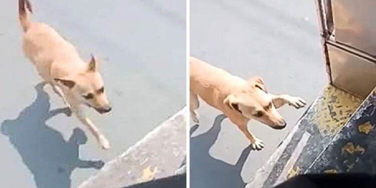 Stray Dog Chases a Bus Hoping to Be Adopted by the Driver