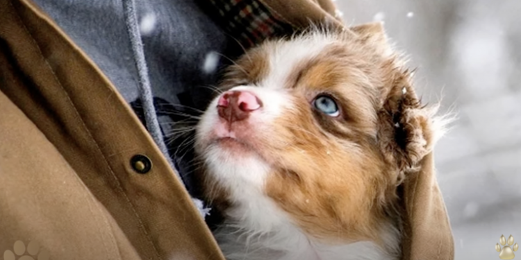 Old Man Rescues Puppy with Rare Condition and Forms Heartfelt Bond