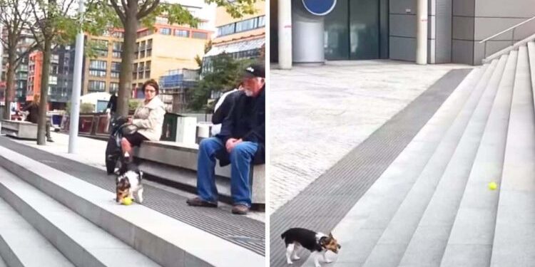 Clever Dog Delights the Internet by Playing Fetch with Himself on a Staircase