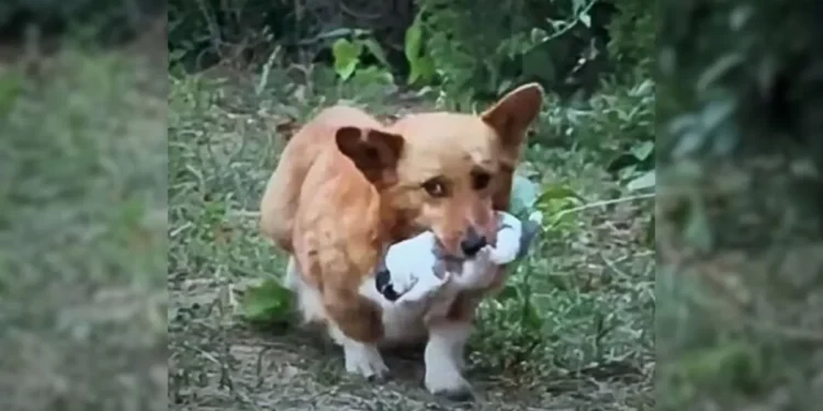 A Loving Mother Dog Approaches a Man with Her Puppy, Pleading for Help