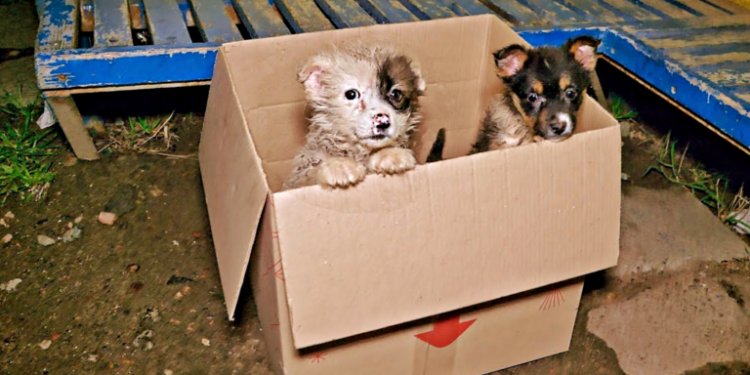 Bus Driver Stops Upon Spotting Puppies Inside a Cardboard Box