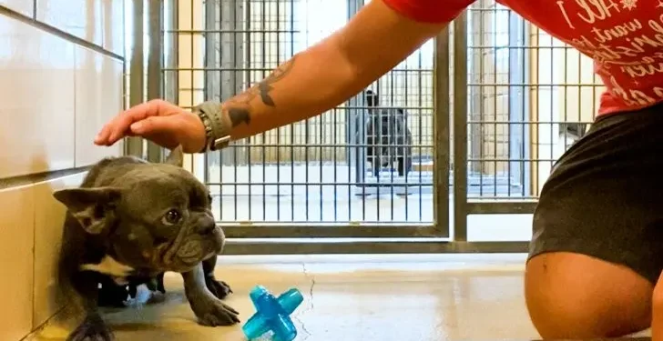 Shaking French Bulldog Discovers Love for the First Time with Her Amazing Foster Owner