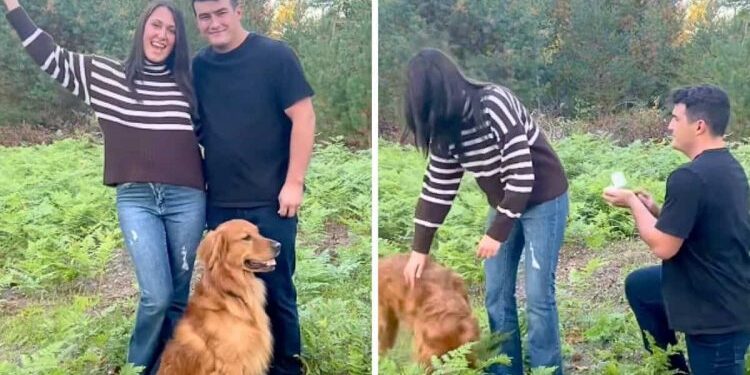 A Marriage Proposal Made Unforgettable with the Help of a Loyal Dog