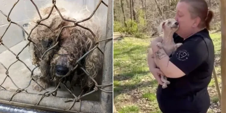 Blind Dog Excited to Smell His Family After Missing for Years