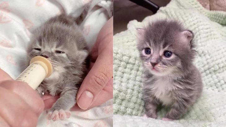 Despite A Rough Start, Fragile Kitten Purrs Her Way Into Recovery And Blossoms Into A Happy Fluff