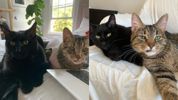 Bonded Senior Cats Left At Tennessee Shelter By Their Owner, Find A New Home Together