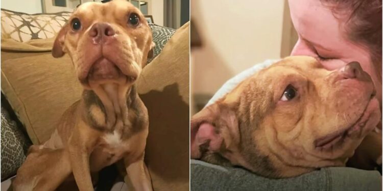 Skeleton Pit Bull’s Weight Doubles After Receiving Immense Love