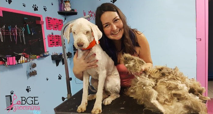 A Dog Groomer Opened Her Shop At Night To Cut A Stray Dog’s Hair