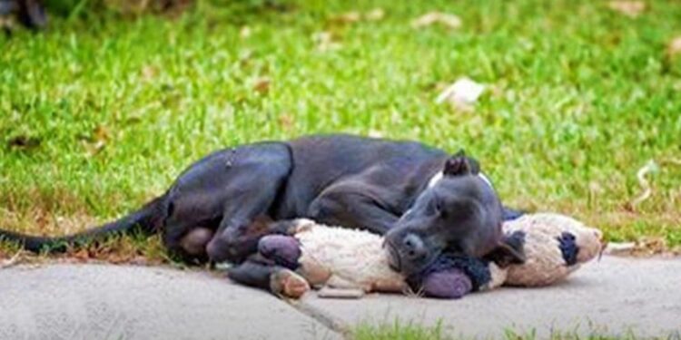 Stray Dog Left Hugging Teddy Bear on Street by Charity Worker