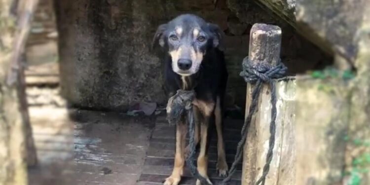 After 7 Harsh Years Chained, This Desolate Dog Finally Found Rescue