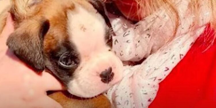 Couple Discovers Abandoned Puppy in a Crushed Cardboard Box While Taking Out Trash