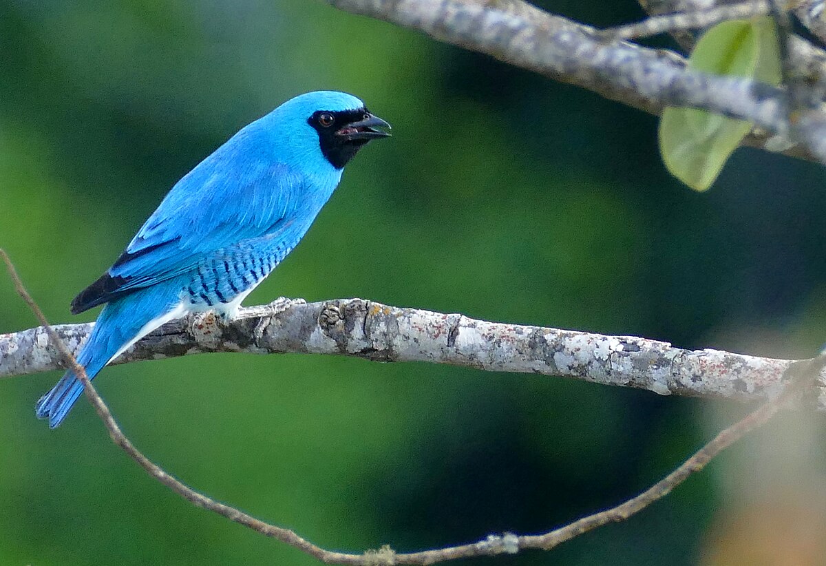 swallow tanager - Wikidata