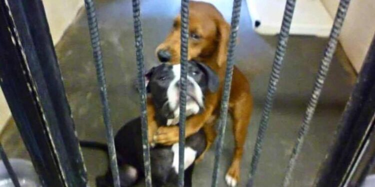 A Beautiful Hugging Picture Saved Two Sweet Dogs From Euthanasia