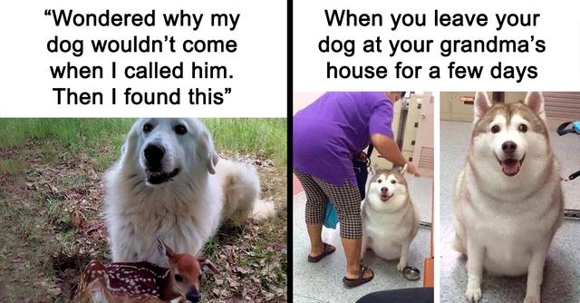 25 Hilarious Memes Every Dog Owner Will Surely Relate To