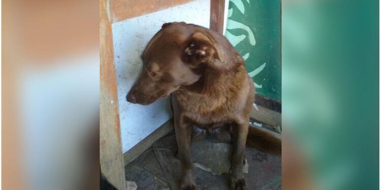 Depressed Dog Spent Two Years Alone in Shelter Until He Detected a Familiar Smell