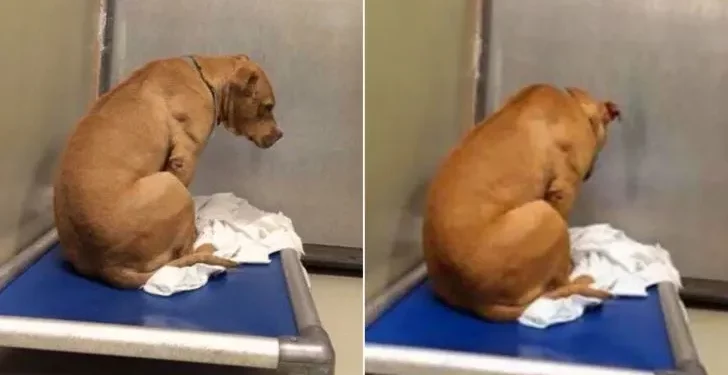 Dog Waits Hopefully, Staring at the Shelter Wall After Adoption Falls Through