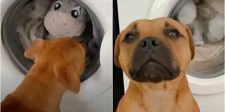 Mom Washes Her Dog’s Favorite Toy, Dog Looks Sad in Disapproval