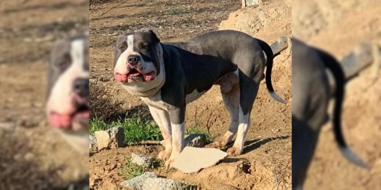 Chubby-Faced Dog Found Roadside Goes Through Heartwarming Recovery Story