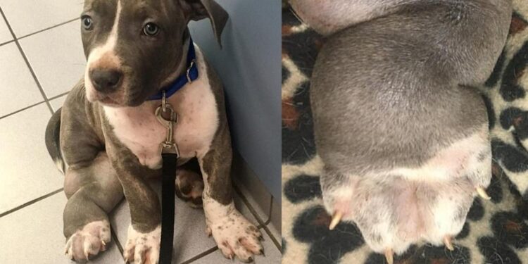 Man Abandons Puppy with Swollen Legs Due to Financial Strain