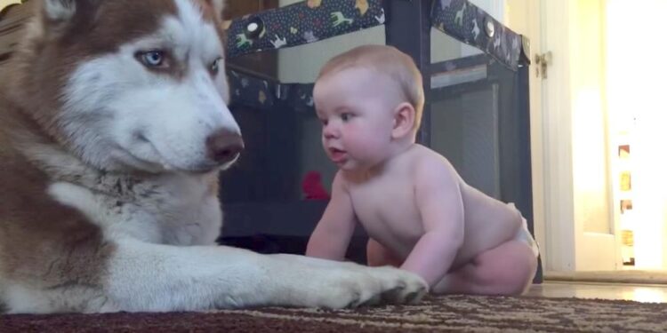 Husky Acts Tough Around Baby but Rolls Over Happily When The Baby Pets Him