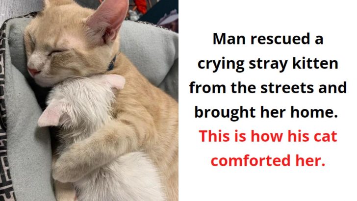 Amazing Moments That Show Why Cats Are Better Than Humans In Every Way