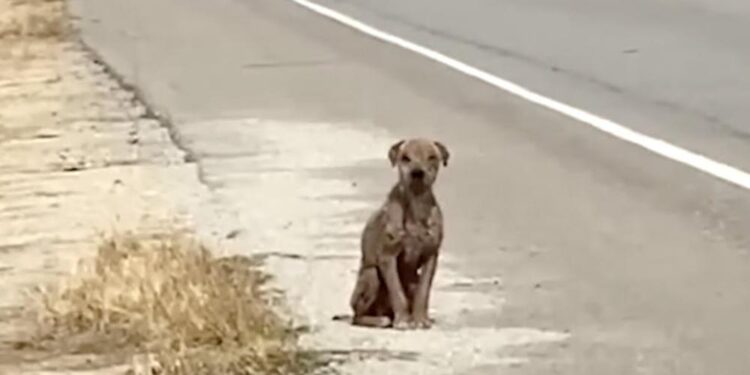 He Sat Next To The Road Missing His Coat That Used To Be Shiny And Needing Love.