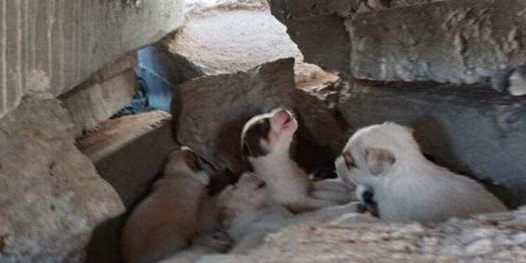 Puppies Stuck Underneath Pile Of Rubble Cry For Days Seeking Rescue