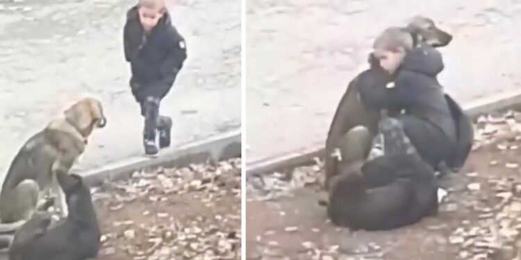 Stranger Witnesses Young Boy Pausing to Hug Street Dogs in His Route to School