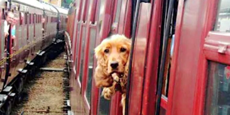 Dog Opens Train Doors to Return to Woman Who Abandoned Her