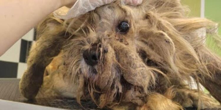 Neglected Dog’s Life Turns Around After Rescuer Steps In to Save Him