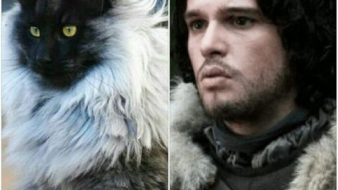 List Of Cats That Remind Us Of Game Of Thrones Characters