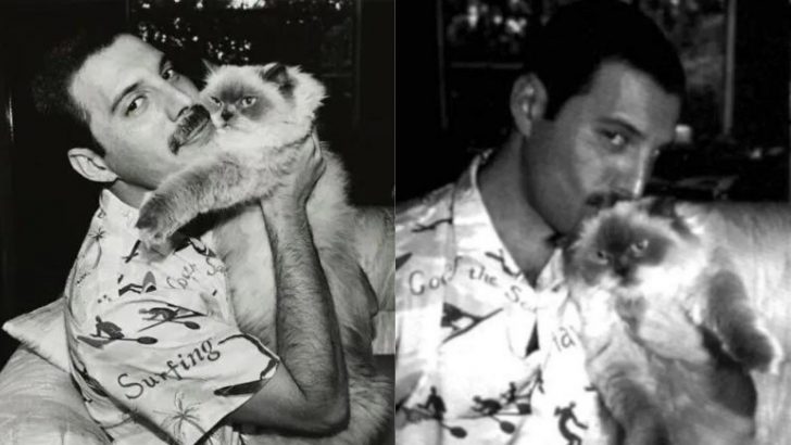 Freddie Mercury’s ‘Cat-Mania’ Captured In 15 Heartwarming Photos